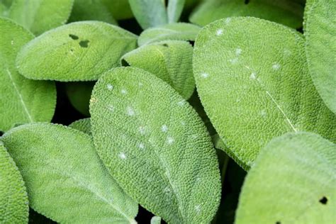 what reading on moisture meter for salvia|powdery mildew on salvia.